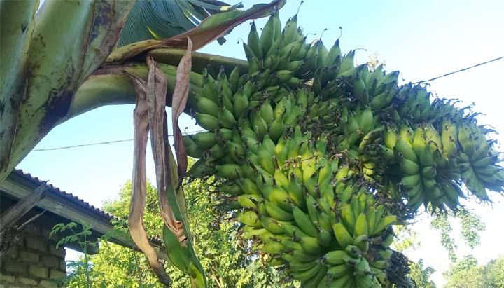 Pohon pisang milik Dani warga Dusun Ruko Daya Desa Bandungan Kecamatan Pakong, Kabupaten Pamekasan, yang berbuah hingga lima tandan.