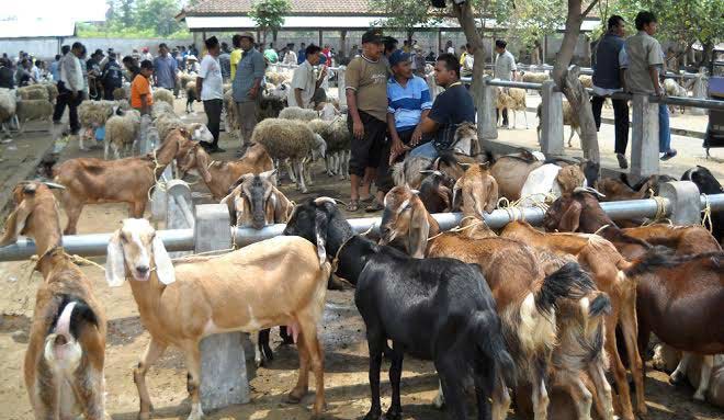 Hewan qurban yang sudah mulai berdatangan disejumlah pasar hewan di Pacitan. 