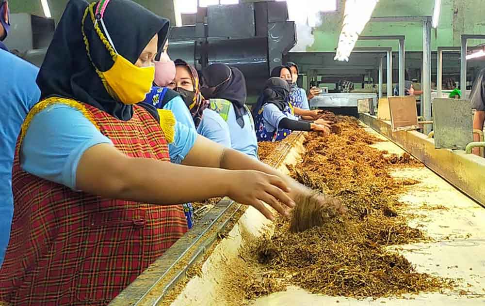 Para buruh rokok di Koperasi Karep Bojonegoro saat memilah tembakau.