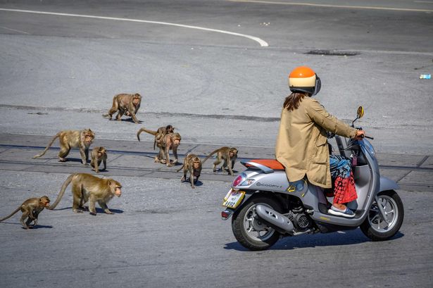 Warga yang nekat keluar rumah, siap-siap diserang kawanan monyet. foto: AFP via Getty Images