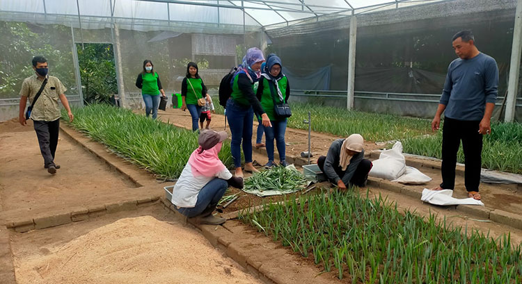 Perdana! Bupati Kediri Lakukan Inovasi Pembenihan Nanas PK-1
