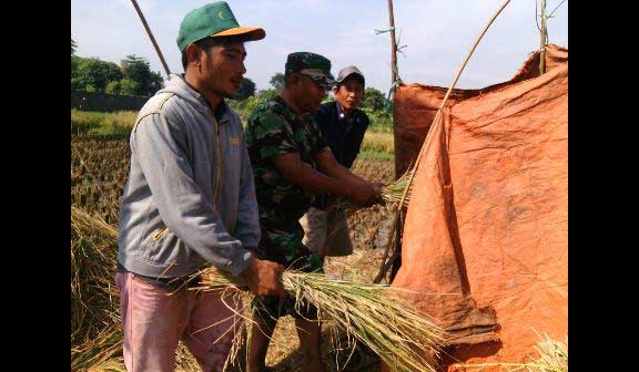 Babinsa di Surabaya Dampingi Petani Panen Padi