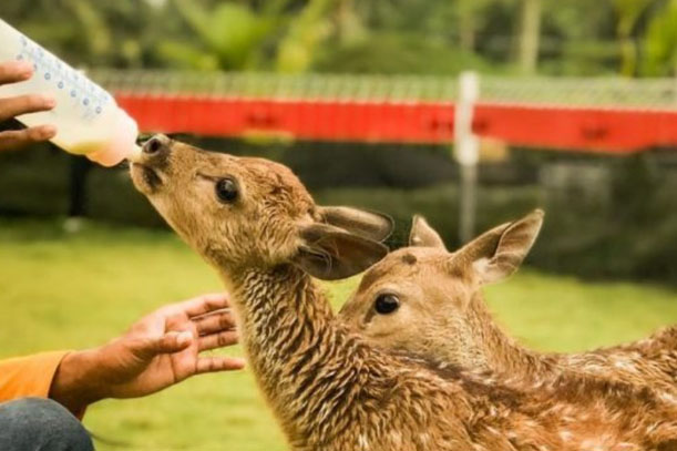 Akbar Zoo merupakan salah satu tempat wisata di Banyuwangi.