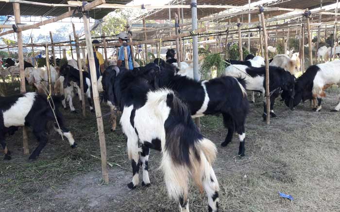 Kambing kurban yang dijual para pedagang di wilayah Manyar. (foto: syuhud/ bangsaonline)
