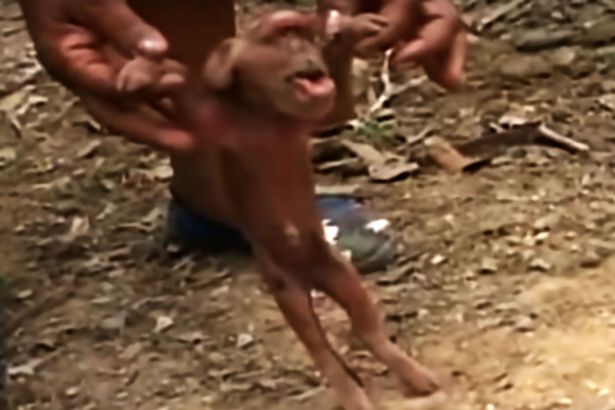 Ini babi atau simpanse sih? foto: mirror.co.uk