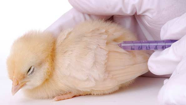 14 Peneliti Unair Teliti Sampel Flu Burung