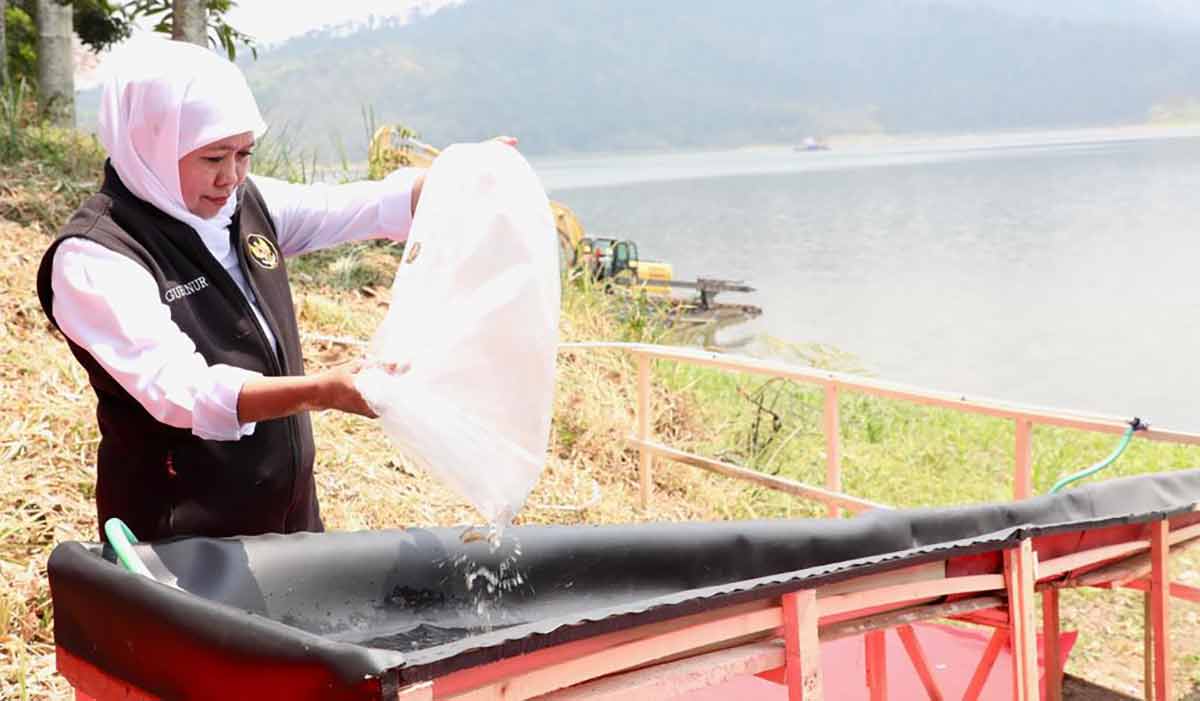 Gubernur Khofifah saat menebar benih ikan dan udang di Bendungan Selorejo, Kecamatan Ngantang, Kabupaten Malang.