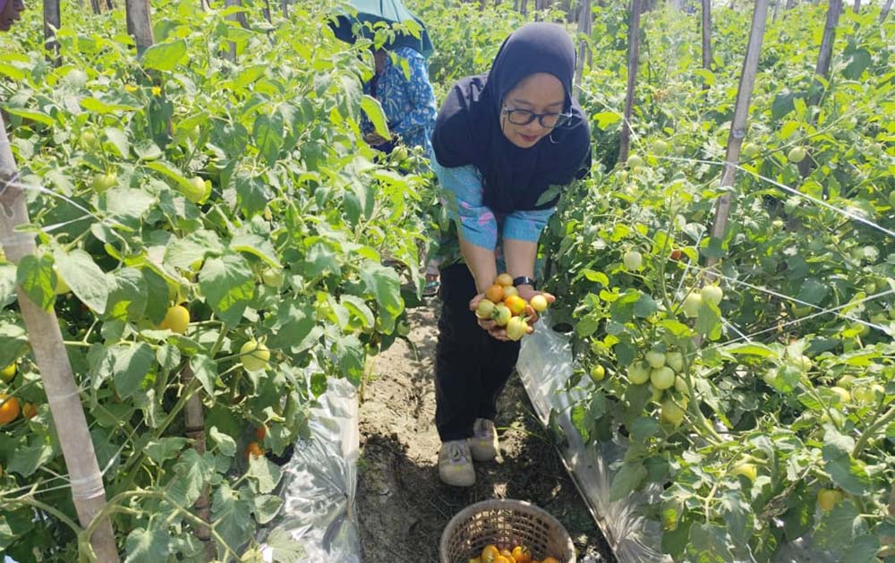 Inovasi Pupuk Agensi Hayati, Hasil Panen Tomat Petani Desa Paron Naik Dua Kali Lipat