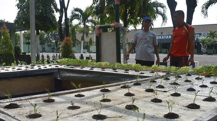 Mengintip Budidaya Tanaman dan Lele di Korem 084/BJ