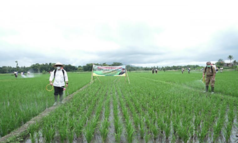 Ilustrasi petani saat menyemprotkan pupuk cair di sawah.