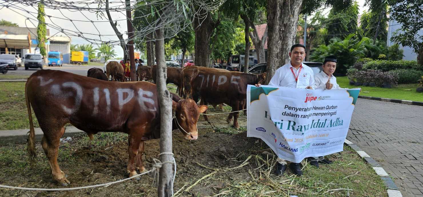 Hewan kurban sapi yang disalurkan BKMS dan perusahaan di kawasan JIIPE. FOTO: ist.