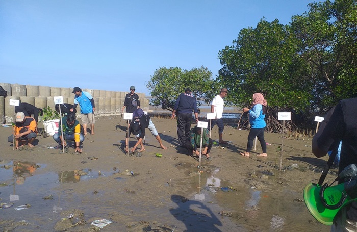 KPMM bersama Mahasiswa UIM Pamekasan melakukan penanaman ratusan bibit mangrove di Pantai Talang Siring.