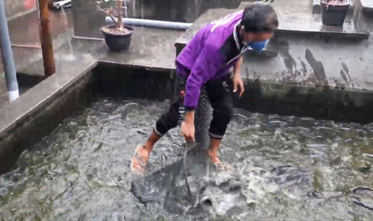 Karyawan Wisata Edukasi Kampung Lele saat mengambil lele dari kolam. (foto: MUJI HARJITA/BANGSAONLINE).