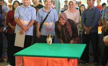 Wali Kota Surabaya, Tri Rismaharini yang tak bisa menyembunyikan tawanya ketika melihat ayam serama beralenggak-lenggok di atas ‘catwalk’ hijau. (foto: hms)