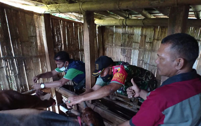 Babinsa Koramil 0827/17 Dungkek Sumenep Kawal Vaksinasi PMK