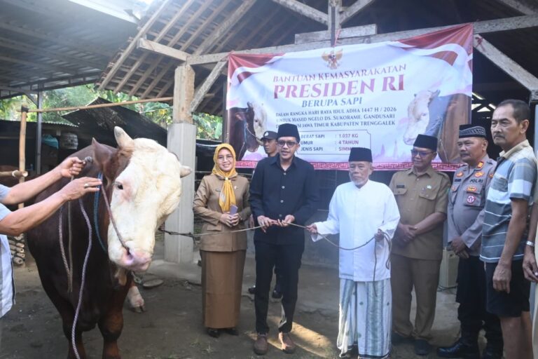 bupati-trenggalek-serahkan-sapi-kurban-presiden-seberat-1-ton-dari-pogalan