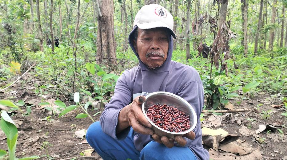 Warga Blitar yang berburu kempompong daun jati di kawasan hutan jati Perhutani