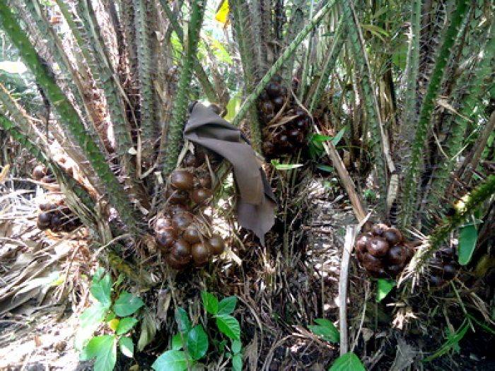 Harga Terus Menurun, Salak Harga Terus Menurun, Salak