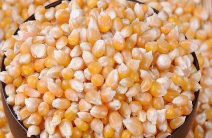 Petani Jagung di Pasuruan akan Dibantu Benih Gratis Petani Jagung di Pasuruan akan Dibantu Benih Gratis