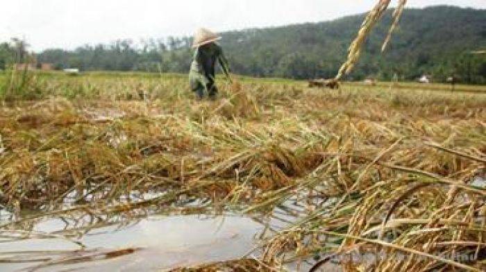 Petani Nganjuk Mengeluh Tak Pernah Dapat Bantuan Bencana Petani Nganjuk Mengeluh Tak Pernah Dapat Bantuan Bencana
