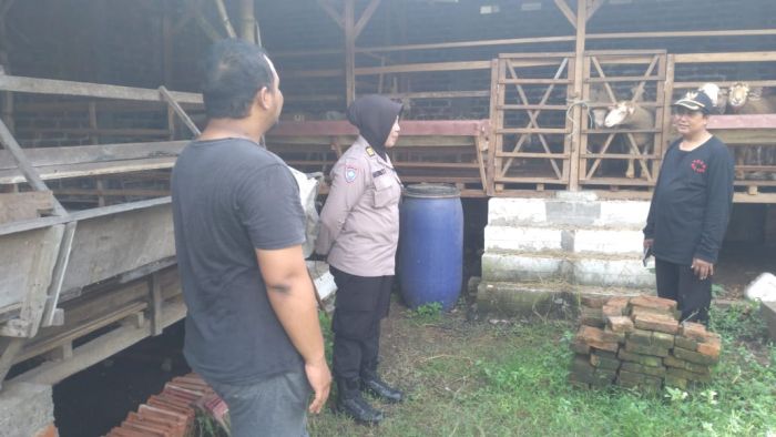 Jelang Iduladha, Polsek Gedangan Bersama Perangkat Desa Ganting Cek Kesehatan Hewan Ternak Jelang Iduladha, Polsek Gedangan Bersama Perangkat Desa Ganting Cek Kesehatan Hewan Ternak