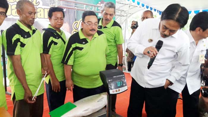 Berumur 8 Tahun, Bandeng Kawak 7,70 Kg Sabet Juara 1 Festival Lelang Bandeng Tradisional Sidoarjo Berumur 8 Tahun, Bandeng Kawak 7,70 Kg Sabet Juara 1 Festival Lelang Bandeng Tradisional Sidoarjo