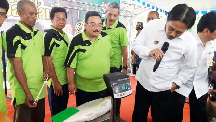 Berumur 8 Tahun, Bandeng Kawak 7,70 Kg Sabet Juara 1 Festival Lelang Bandeng Tradisional Sidoarjo