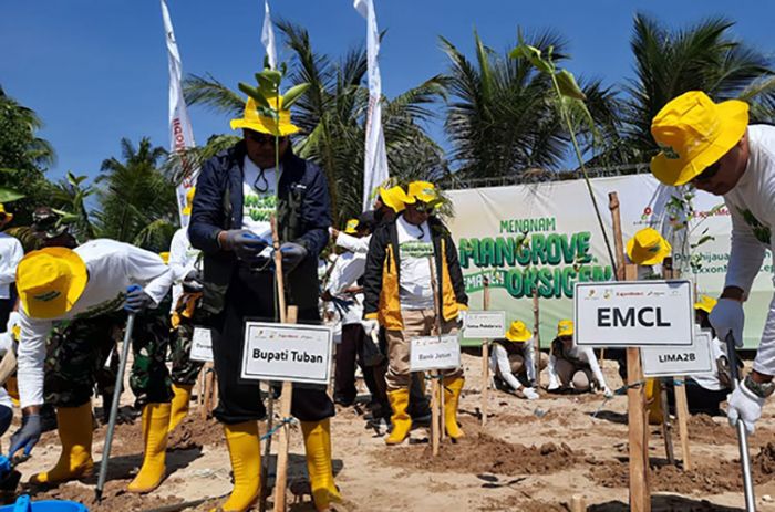 SKK Migas-EMCL Tanam 10 Ribu Pohon di Pantai Kelapa Tuban SKK Migas-EMCL Tanam 10 Ribu Pohon di Pantai Kelapa Tuban