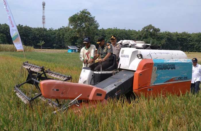 Kodim 0817 dan Disperta Gresik Panen Raya di Sukorejo