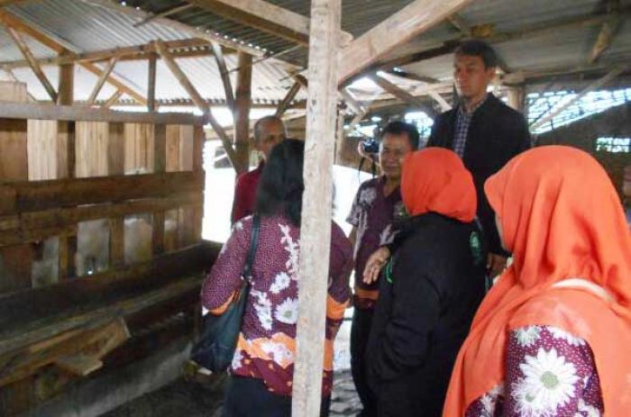 Awas! Kandang Tak Bersih, Kambing Rentan Terserang Penyakit