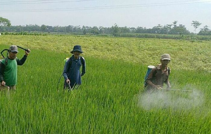 Serangan Penyakit Blas Ancam Buyarkan Panen Ratusan Petani di Ngasem Kediri