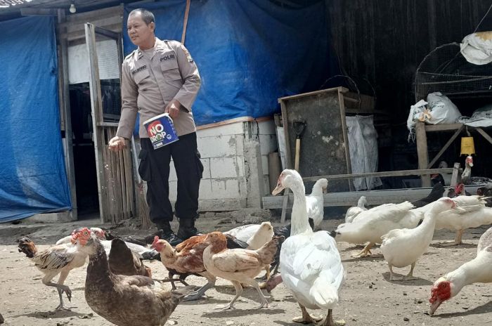 Polisi di Ngawi ini Sukses Ternak Unggas, Penuhi Permintaan Sampai Luar Daerah Polisi di Ngawi ini Sukses Ternak Unggas, Penuhi Permintaan Sampai Luar Daerah