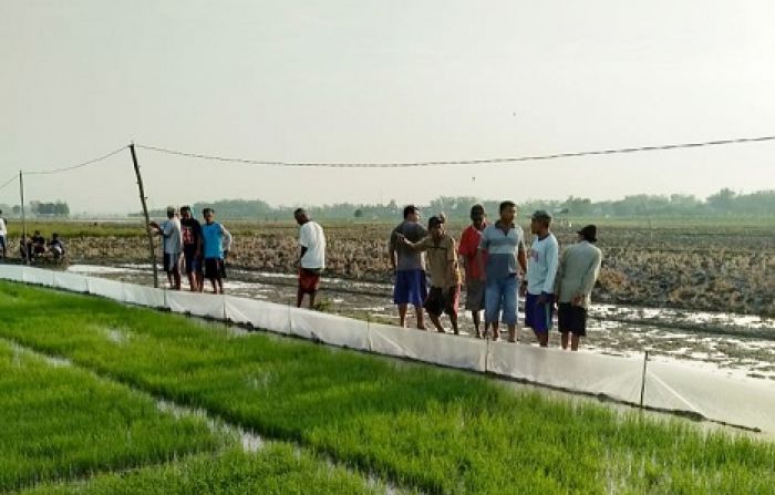 Tersengat Listrik Jebakan Tikus, Petani Bojonegoro Meregang Nyawa Tersengat Listrik Jebakan Tikus, Petani Bojonegoro Meregang Nyawa