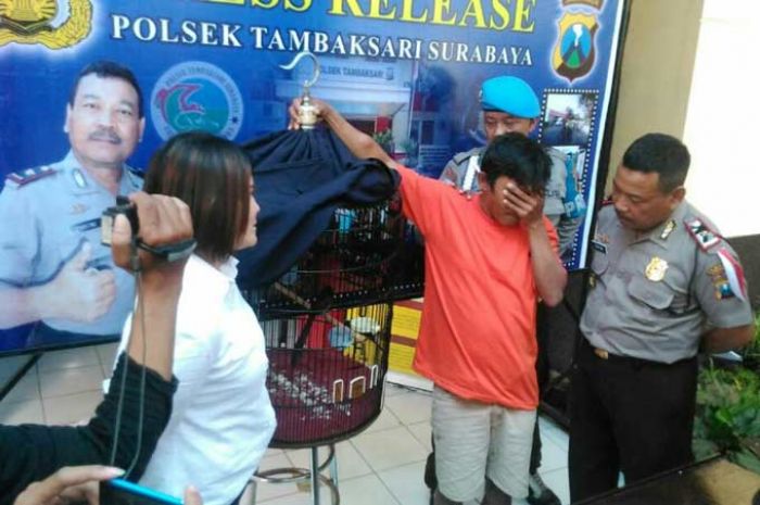 Terekam CCTV, Pelaku Pencuri Burung Bernilai Jutaan Rupiah Diringkus Satreskrim Polsek Tambaksari Terekam CCTV, Pelaku Pencuri Burung Bernilai Jutaan Rupiah Diringkus Satreskrim Polsek Tambaksari