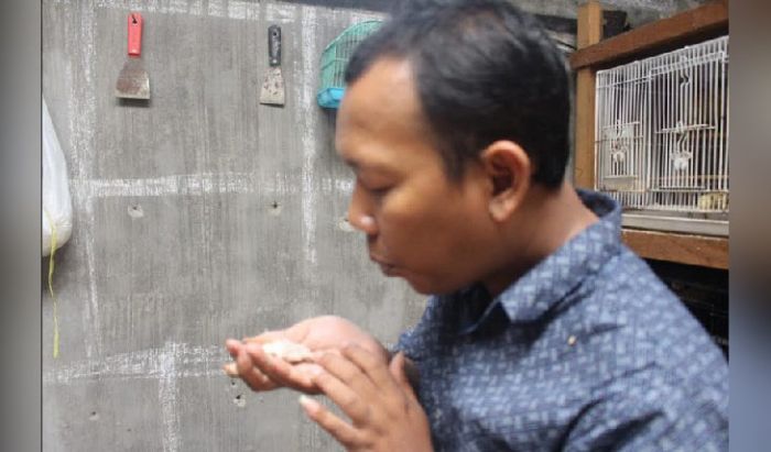 Hobi Pelihara Burung Emprit Jepang, Raup Jutaan Rupiah Hobi Pelihara Burung Emprit Jepang, Raup Jutaan Rupiah