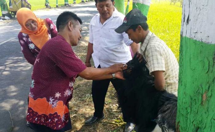 Pastikan Kesehatan, Pemkab Pasuruan Pantau Hewan Kurban Pastikan Kesehatan, Pemkab Pasuruan Pantau Hewan Kurban
