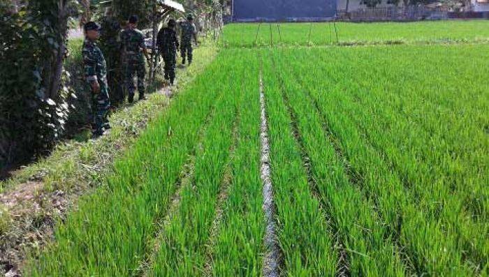 Danramil Modung Bangkalan Pantau Tanaman Padi Sistem Legowo Danramil Modung Bangkalan Pantau Tanaman Padi Sistem Legowo