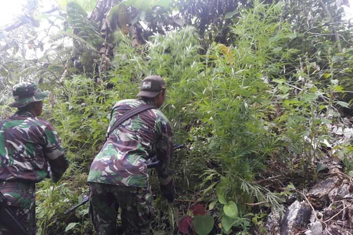 Lagi, Satgas Yonif 512/QY Temukan Ladang Ganja di Perbatasan Indonesia-Papua Nugini