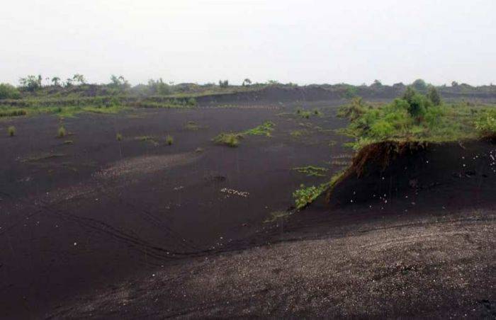 Tolak Tambang, Warga Paseban Tanam 12.000 Mangrove di Pantai Selatan Tolak Tambang, Warga Paseban Tanam 12.000 Mangrove di Pantai Selatan