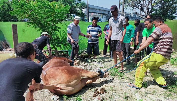 Kurban NU Gresik Tembus Rp79,32 Miliar saat Idul Adha 1443 H Kurban NU Gresik Tembus Rp79,32 Miliar saat Idul Adha 1443 H