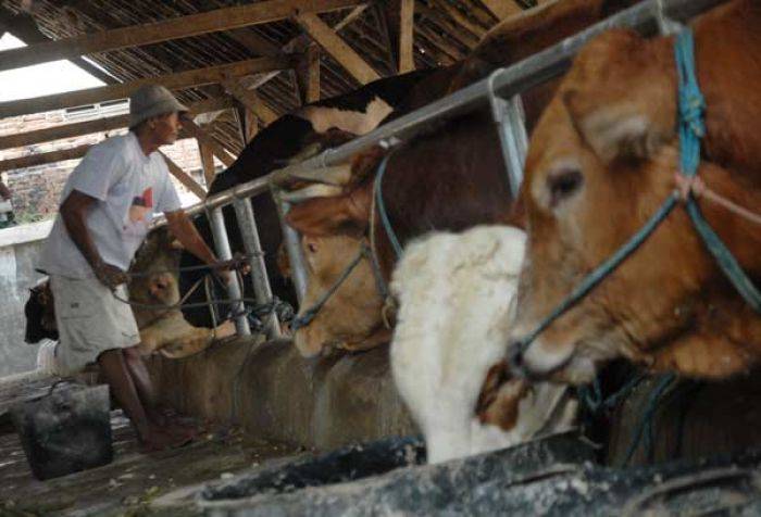 Harga Daging Sapi Melejit, Peternak Nilai Program Swasembada Sapi Gagal