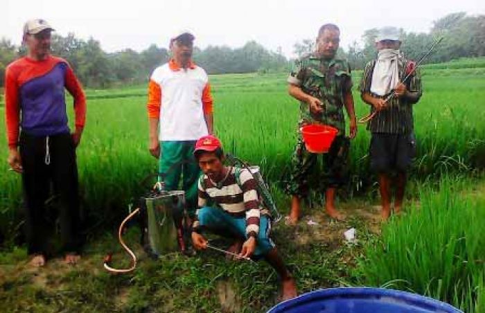 Dinilai Merugikan, Anggota TNI Bantu Berantas Wereng di Parengan Dinilai Merugikan, Anggota TNI Bantu Berantas Wereng di Parengan