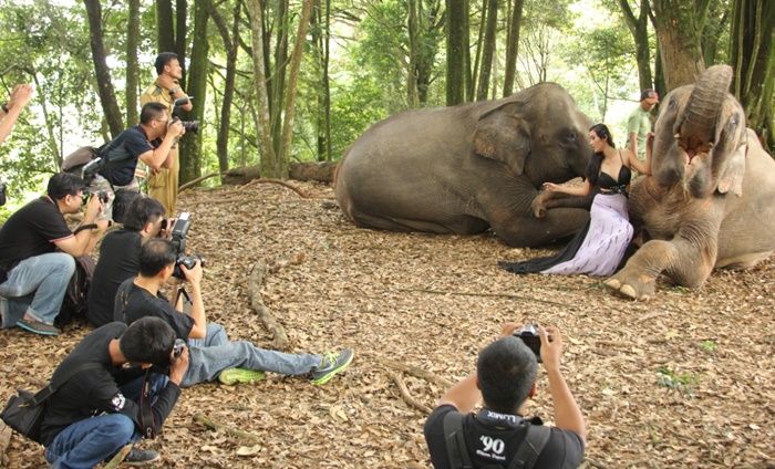 Taman Safari Indonesia Kembali Gelar Lomba Foto Satwa Skala Internasional Taman Safari Indonesia Kembali Gelar Lomba Foto Satwa Skala Internasional