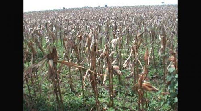 Harga Dipermainkan Pengepul, Bulog Diminta Stabilkan Harga Jagung di Tuban Harga Dipermainkan Pengepul, Bulog Diminta Stabilkan Harga Jagung di Tuban
