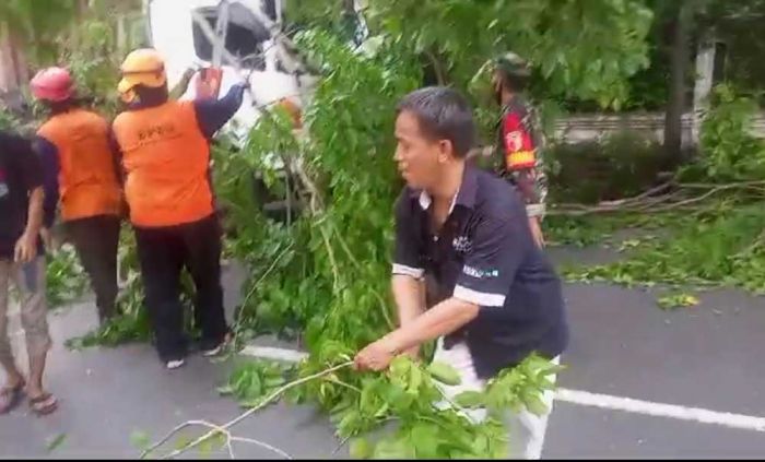 Pohon Tumbang di Jalan Raya Ngerong Sebabkan Kemacetan Panjang Pohon Tumbang di Jalan Raya Ngerong Sebabkan Kemacetan Panjang