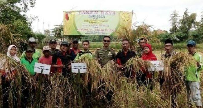 Danramil Tanah Merah Panen Raya Padi Bersama Petani Danramil Tanah Merah Panen Raya Padi Bersama Petani