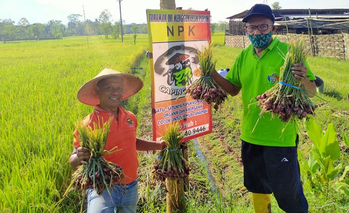 Modal Rp5 Juta, Petani Bawang Merah di Trenggalek Ini Raih Untung Besar Modal Rp5 Juta, Petani Bawang Merah di Trenggalek Ini Raih Untung Besar