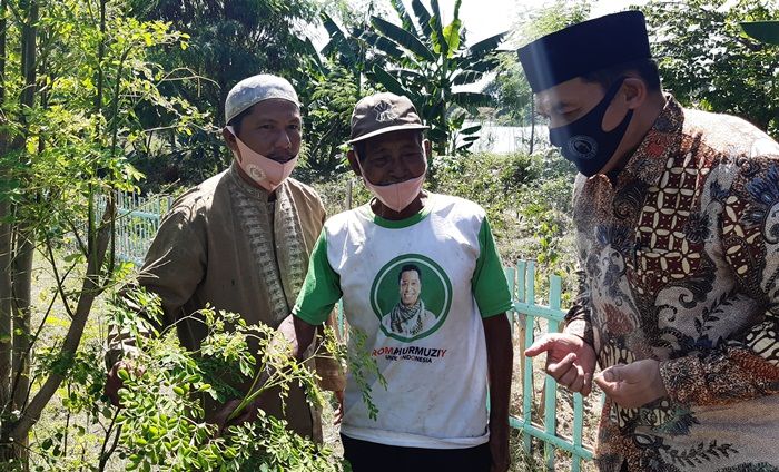 Prospektif Diekspor, BHS Dorong Pengembangan Budidaya Kelor di Sidoarjo Prospektif Diekspor, BHS Dorong Pengembangan Budidaya Kelor di Sidoarjo