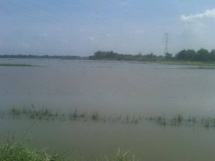 Diguyur Hujan Deras,  Areal Sawah di Sidoarjo Terendam