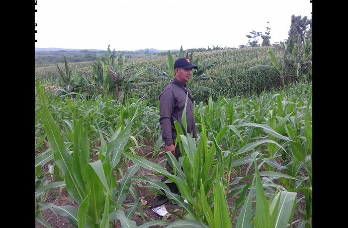 Perombakan Struktur KPH Jatirogo, Sukamto Jadi Asper BKPH Ngulahan